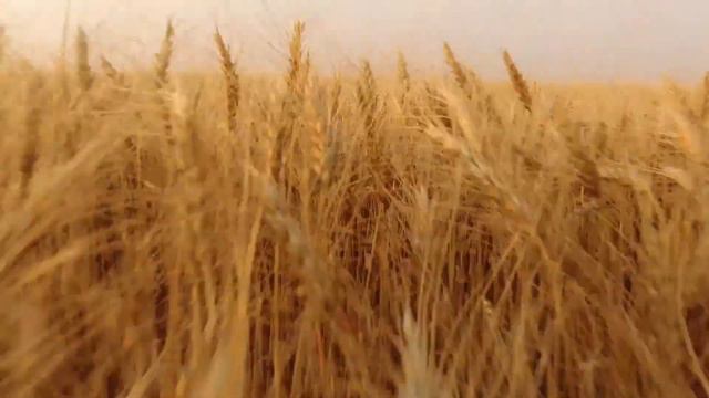 Челендж тракторист. Білогірська районна філія смотреть онлайн