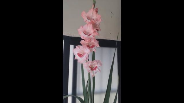 🔵🌷Meu Gladiolus floresceu eeeeee. смотреть онлайн