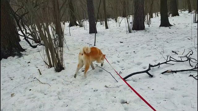 Стал Агрессивным?! Акита Ину ОДИН год.Чем кормим, характер, привычки. смотреть онлайн