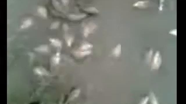 РЫБАЛКА ГРОСС смотреть онлайн