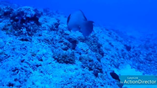 PALAU 2017 смотреть онлайн
