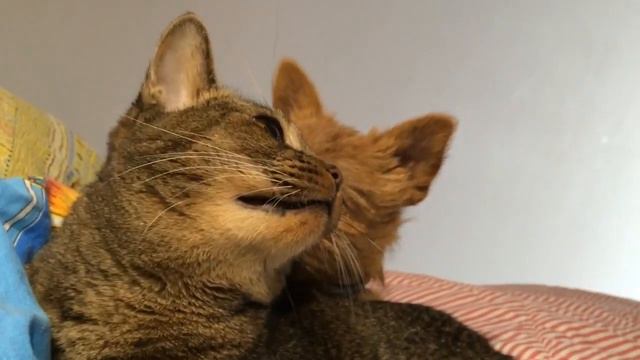 Кот Санабель и Пес ZооПассаж смотреть онлайн