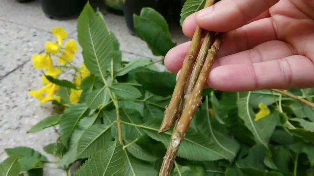 Growing method of yellow Bell / Tecoma stans from cuttings // Best evergreen flowering plants смотреть онлайн