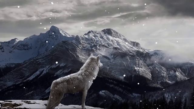 Волк в горах смотреть онлайн