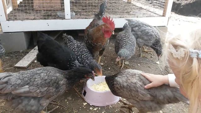 Ручные куры доминант смотреть онлайн