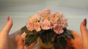 Rob's Antique Rose (R. Robinson) видеообзор сорта