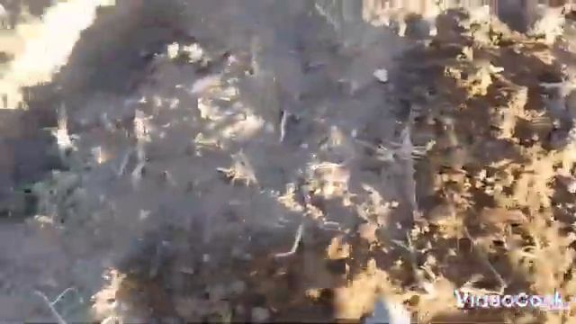 СЕРЕБРЯНОЕ ПОЛЕ ПРИНОСИТ СВОИ ПЛОДЫ!