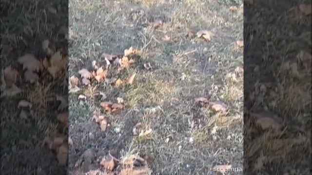 #ПростоТак #Пушкарёвка #Верхнеднепровск #СадимСосны