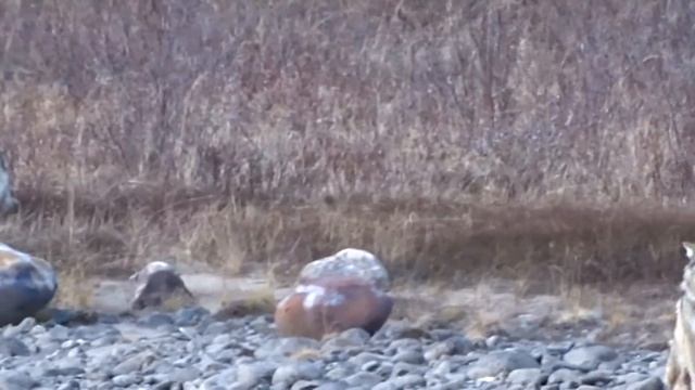 Необычное поведение волков !!! смотреть онлайн