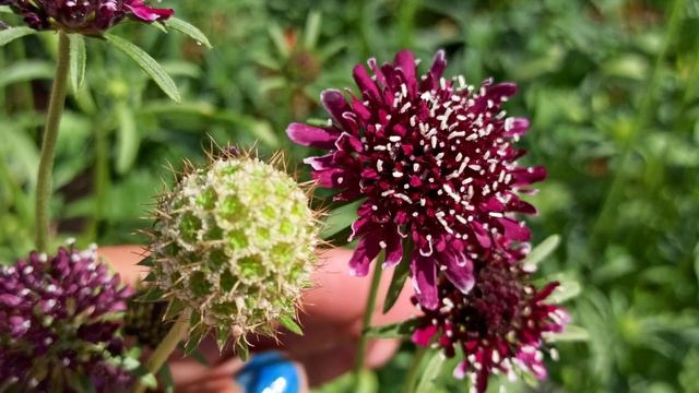 327 - How To Grow & Care Scabiosa Plant/Scabiosa Atropurpurea/ Pincushion Flower/ Mourning Bride