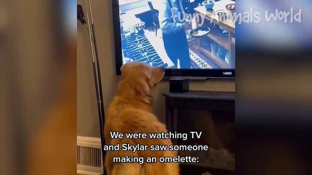 Смешные моменты с котами и собаками 2023 | Лучшие приколы с домашними питомцами №42 смотреть онлайн