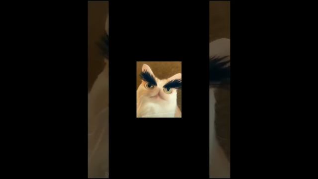 FUNNY EYEBROW CAT смотреть онлайн