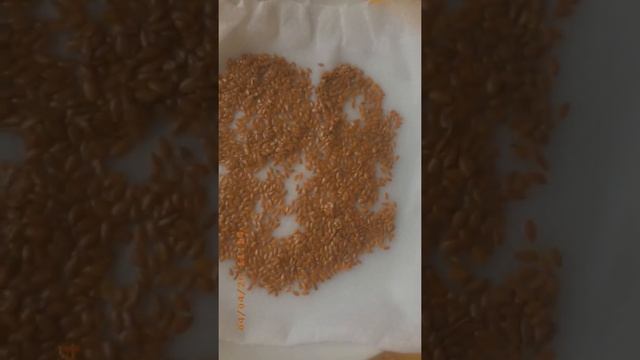 Проращивание мелких семян (льна) смотреть онлайн