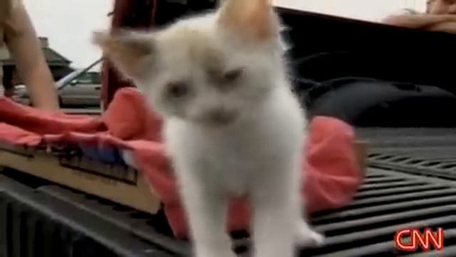 Kittens thrown out car window? смотреть онлайн
