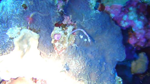 Рыба игла спряталась на фоне коралла. Рыбы Красного моря. смотреть онлайн