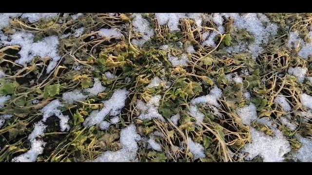 ????ГОРЧИЦА КАК СИДЕРАТ. СТОИТ ЛИ ИСПОЛЬЗОВАТЬ. ПОЛЬЗА И ВРЕД смотреть онлайн