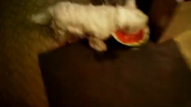 Моя собака ест арбуз смотреть онлайн