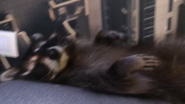 Спящий енот ? Sleeping raccoon ? смотреть онлайн