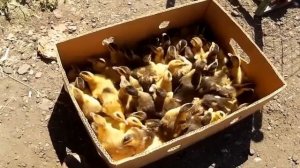 Утята Как нужно кормить