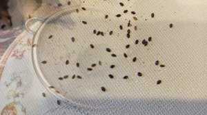 Платикодон из семян.Сажаем СВОЁ!!!🫣 Январская посадка 2024г.