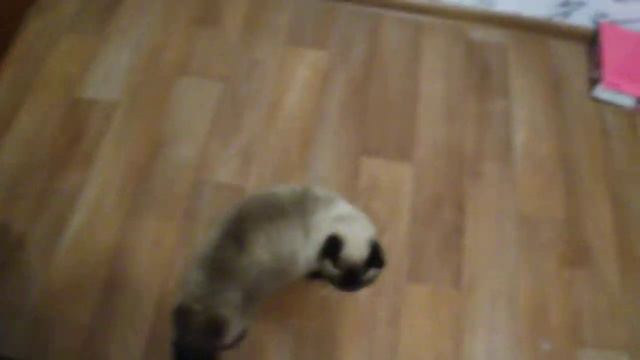 Лилуша ^.^ / Дашины первые неожиданности в "Temple Run 2" :D смотреть онлайн