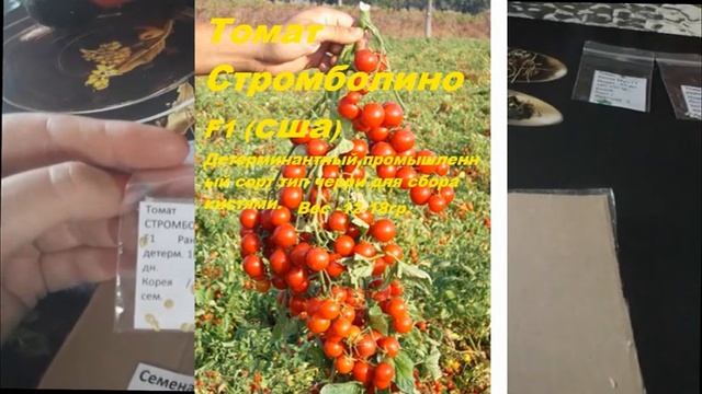 УРОЖАЙНЫЕ, ПРОДУКТИВНЫЕ, МИРОВЫЕ ГИБРИДЫ ТОМАТОВ ДЛЯ ТЕПЛИЦ НА 2022.Томаты дающие потрясающий урожа смотреть онлайн