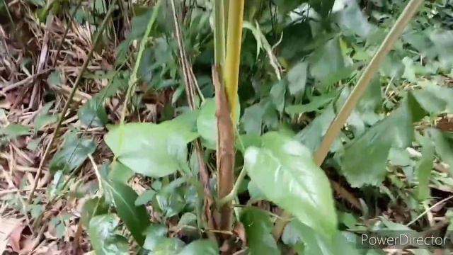 BERBURU TANAMAN HIAS DI HUTAN KAMPUNG смотреть онлайн