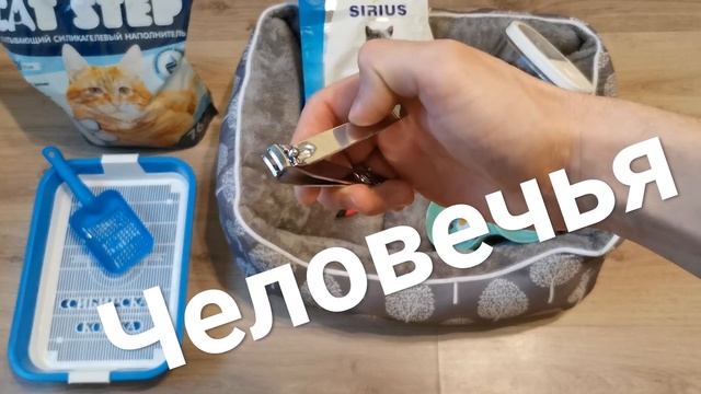 Хотел завести Бойцовскую собаку, а завел "Боксерскую" кошку! смотреть онлайн