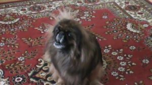 Собака поет - поющий пекинес