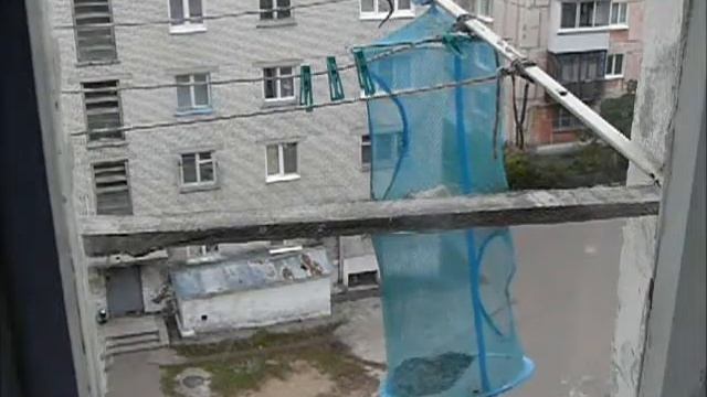 видео птички и кормушка , Birds eat sunflower seeds, russia. iBirds смотреть онлайн