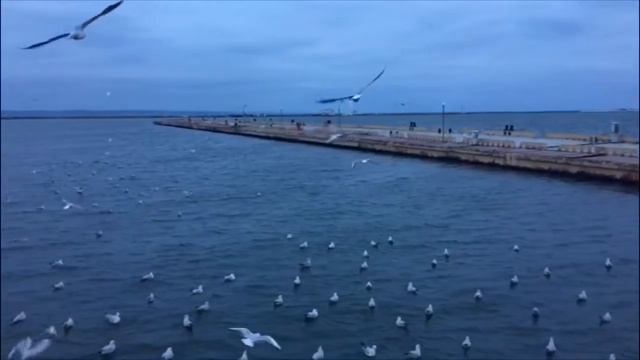 звуки чаек в замедленной съёмке как крики Птеродактилей) смотреть онлайн