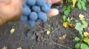 Сорт винограда Гис 1- 31.