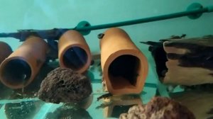 Разведение номерных сомов L397(Panaqolus sp.)  часть1