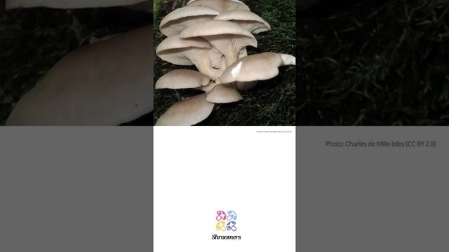 Oyster mushroom (Pleurotus ostreatus) | Occurrence | Practical Short Profile | Shroomers смотреть онлайн