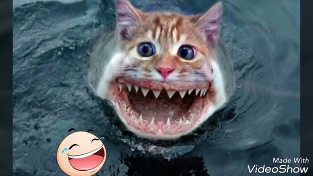 Топ самых смешных животных смотреть онлайн