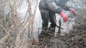 Охота на бобра осенью КП-250 + ПРИМАНКА / Первый трофей