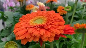 ГЕРБЕРА САДОВАЯ❗️В чем отличие от комнатной ? и есть ли оно (наикрасивейшие герберы в Леруа Мерлен)