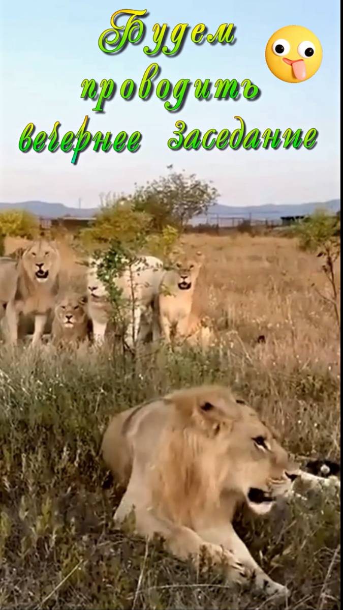 Будем проводить вечернее заседание львов. #shorts #тайган #олегзубков смотреть онлайн