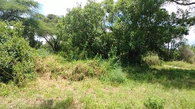 Listening for Birds at Porini Amboseli Camp смотреть онлайн