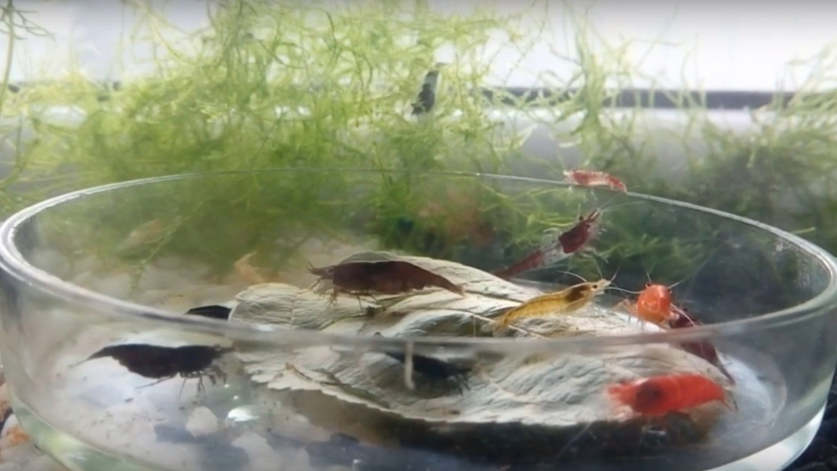 Креветки: какие листья любят и лучше едят - мой 2-х месячный тест (часть 1) смотреть онлайн