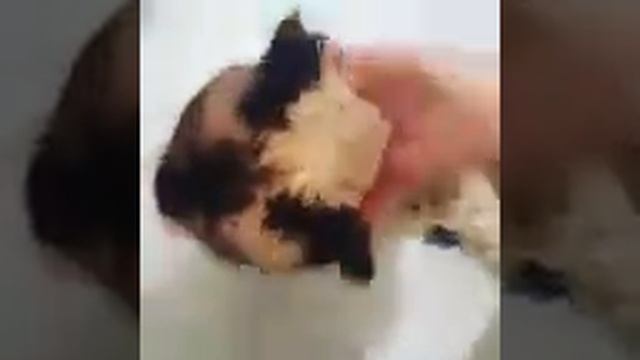 Моем британского кота