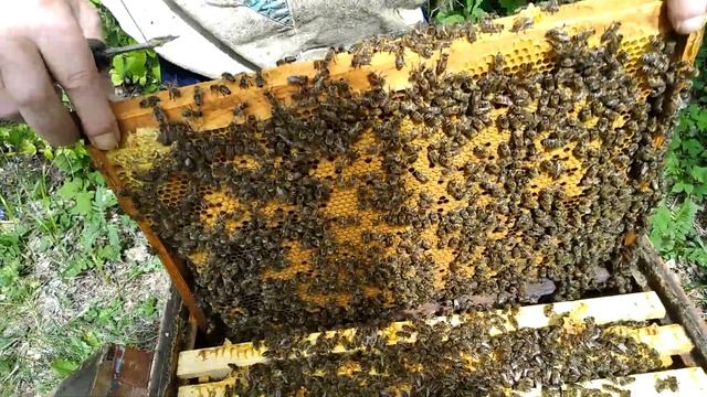 Делаем отводки. Куда делся майский мед? И другое. смотреть онлайн