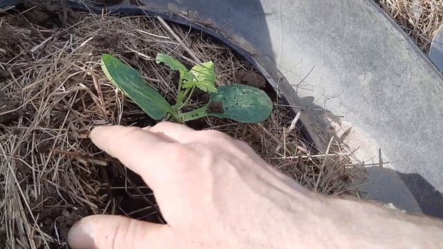 Начинаю сажать привитые арбузы 2022 смотреть онлайн