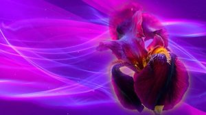 Футаж. Цветочный фон 110