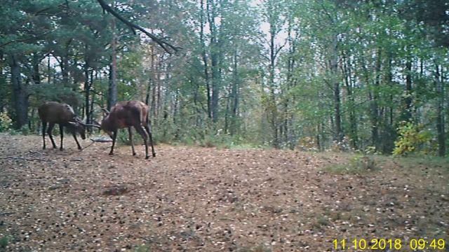 Самцы оленя в Залазах смотреть онлайн