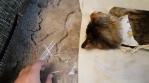 Стерилизация кошки. День 1