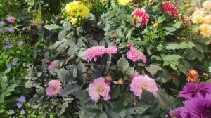 Знакомство с георгинами в цветнике