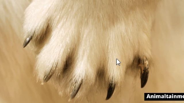 Silver back gorilla vs Polar bear ( gorilla vs bear) смотреть онлайн