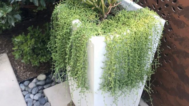 Hanging Succulents | Trailing Succulents | MOODY BLOOMS смотреть онлайн