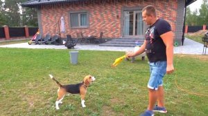 Шерлок Хочет на ДИСКОТЕКУ. Брос Шоу Пет